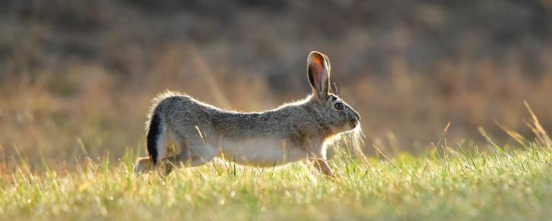 野兔平常喜欢吃什么食物呢