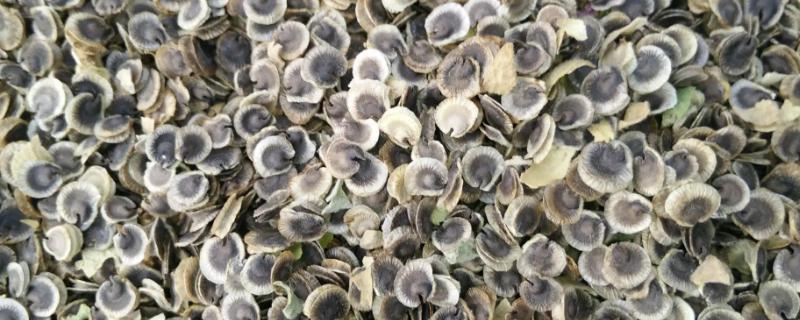 蜀葵种子在什么时候播种比较好,具体的播种时间有哪些要求