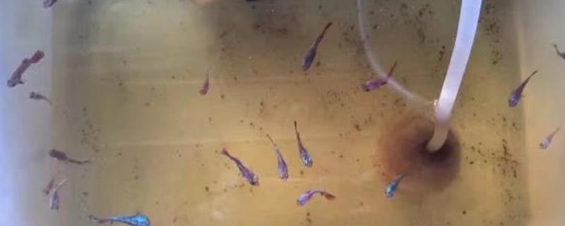 一窝斗鱼苗最后一般到底能活多少条呢