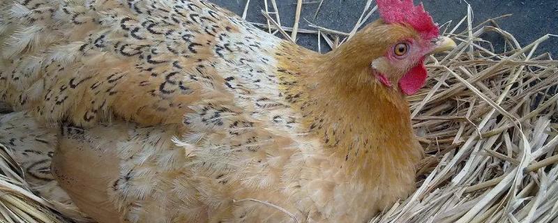 母鸡孵化小鸡究竟需要多久时间才能顺利出壳呢