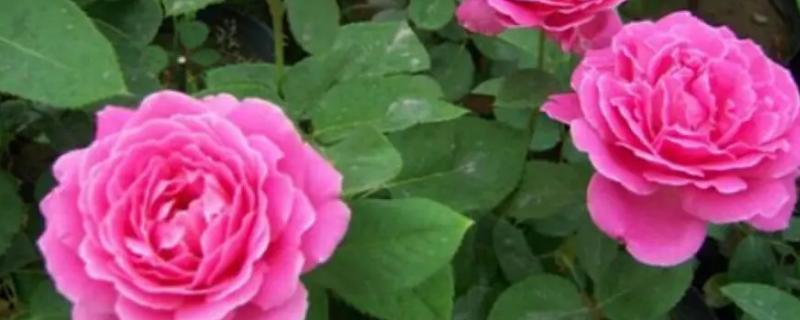 象征世界和平的花卉有哪些