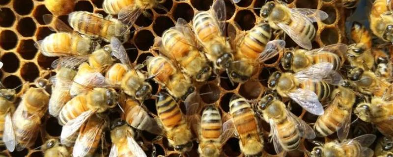 工蜂进进出出的时候为何不带花粉