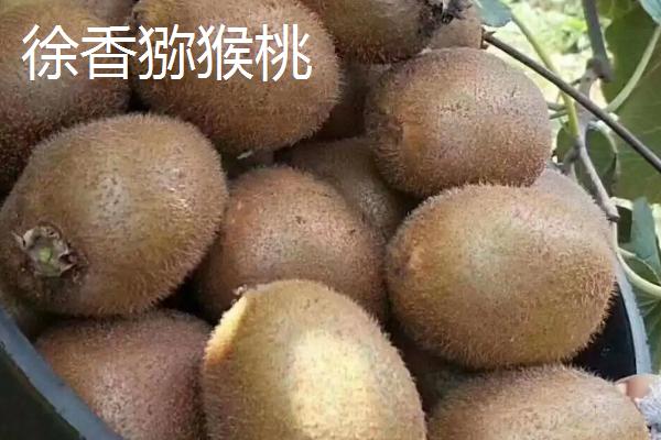 翠香猕猴桃和徐香猕猴桃哪个好吃
