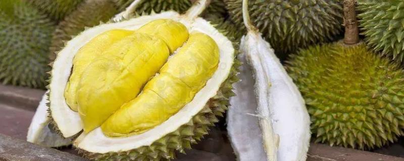 榴莲究竟应该如何催熟