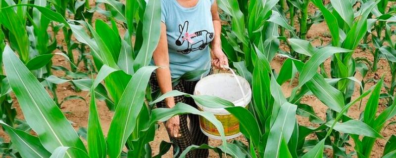 玉米应该在什么时候施肥，具体有哪些科学有效的施肥方法