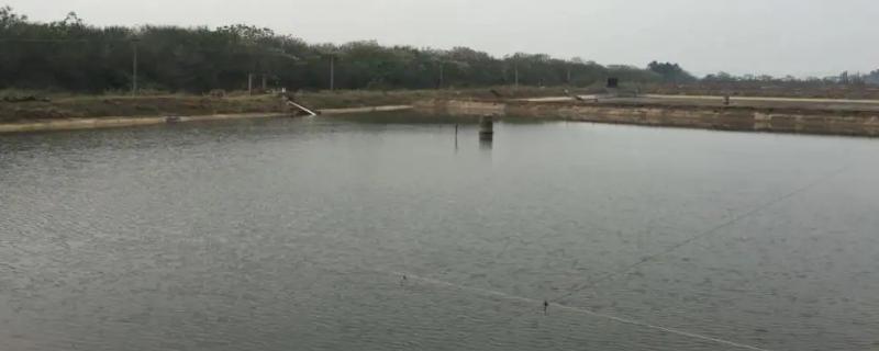 养殖小龙虾具体需要多大的面积