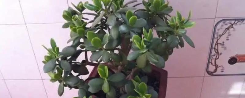 燕子掌与玉树到底哪个更为珍贵