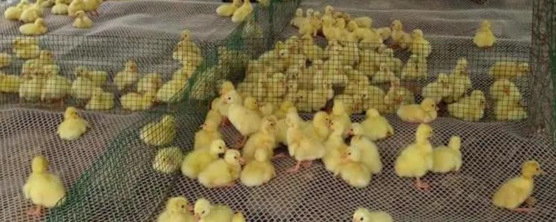 雏鹅啄毛的原因有哪些，应当如何进行针对性的防治呢