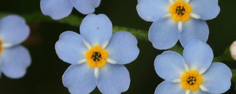 为什么在送花的时候不能够选择送勿忘我