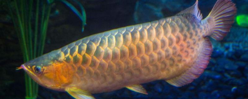 金龙鱼的平均寿命通常是多少，科学养殖得当可以有效延长其实际存活时间