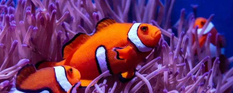 小丑鱼身上出现黑斑的具体原因是什么，病原体主要就是水霉菌以及各种霉菌