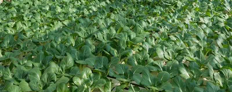 清明时节适合种植哪些农作物，在播种过程中需要特别注意防寒保暖