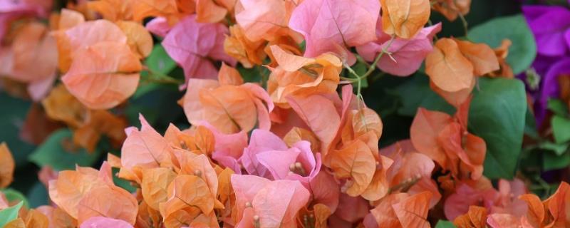 花卉的具体施肥方法有哪些，不同种类的花卉对肥料的要求都有所不同