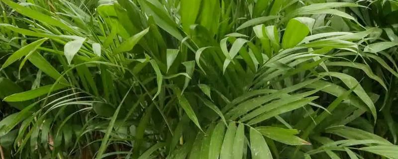 夏威夷竹的养殖要点有哪些，关于夏威夷竹的详细介绍说明
