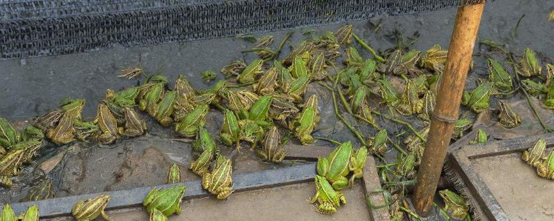 养殖青蛙的一亩产量究竟有多少，一般是在一千五百至两千五百斤左右品种不同产量也不相同