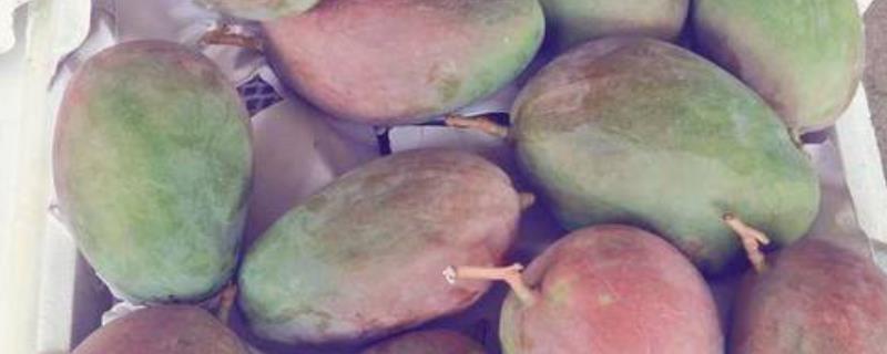 凯特芒果还是青色的时候能吃吗