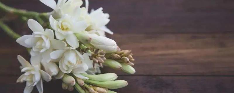 晚香玉可以放在室内养护吗，关于它是否适合在室内种植的说明