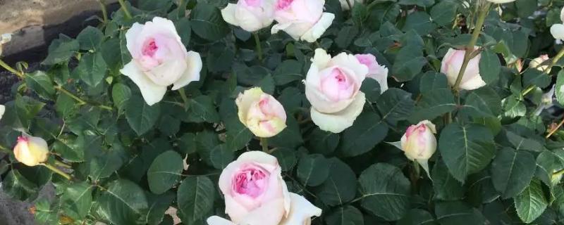 乙女心月季的优点有哪些，以及它的缺点是什么