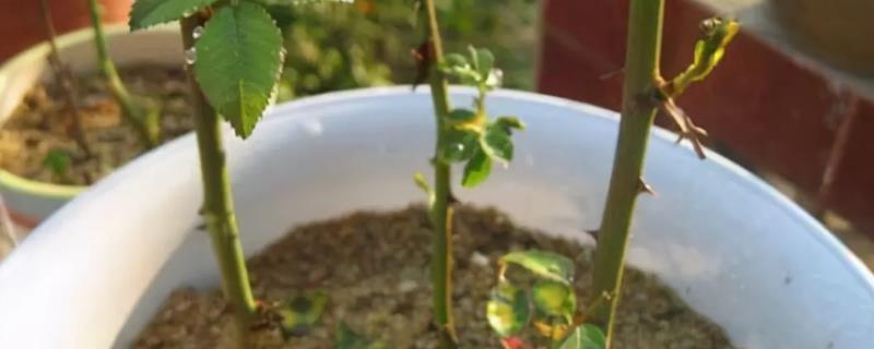 蔷薇花剪枝直接插进土里能活吗,这种扦插方式的成活率究竟高不高呢