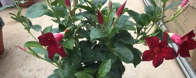 万里飘香藤这种植物真的适合养在家里吗