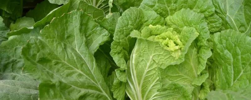 保收3号白菜种子的品质如何，具备抗病耐重茬特性且能带来更高产量