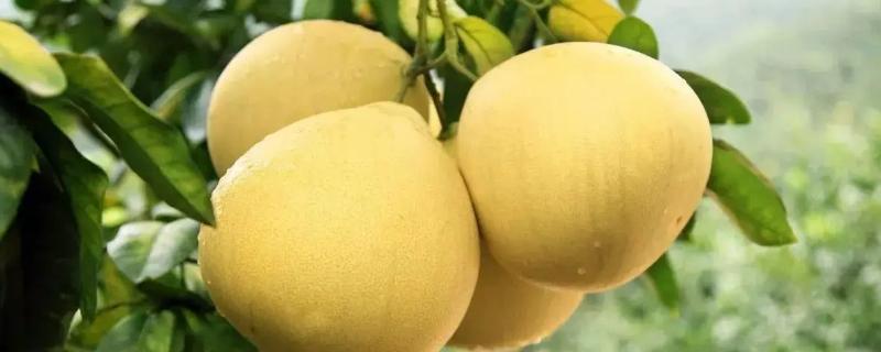 柚子可以分为哪几种类型，到底哪种品种的柚子更好吃呢
