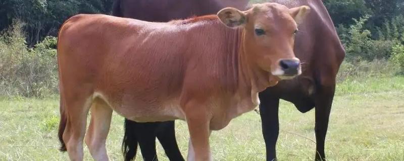 牛究竟怕不怕淋雨呢