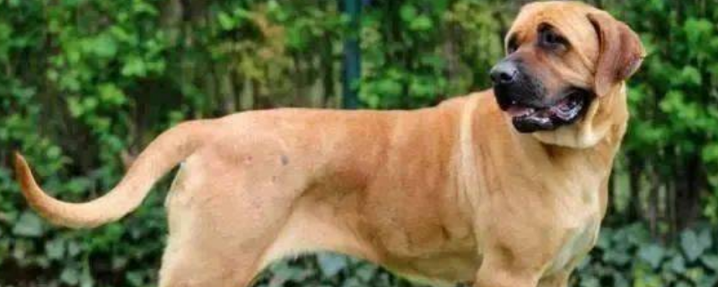 购买一只土佐犬大概需要多少钱,这种犬类对它的主人是否真的忠诚