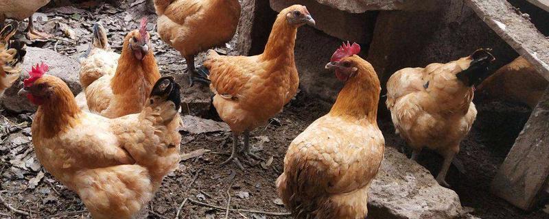 蛋鸡平日里经常喂食哪些饲料，产蛋期的母鸡每天究竟需要吃掉多少克饲料