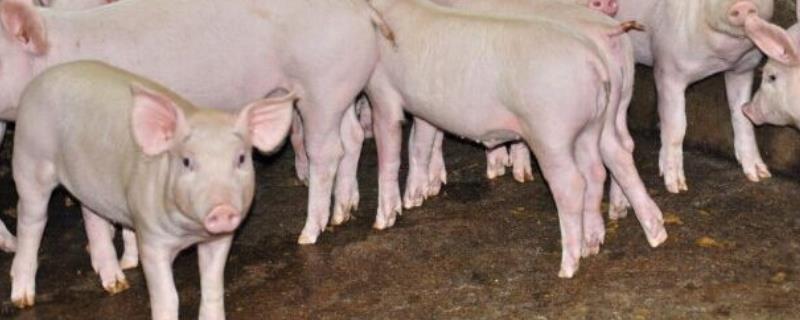 引起仔猪呕吐的具体原因是什么，针对这些情况有什么好的解决办法