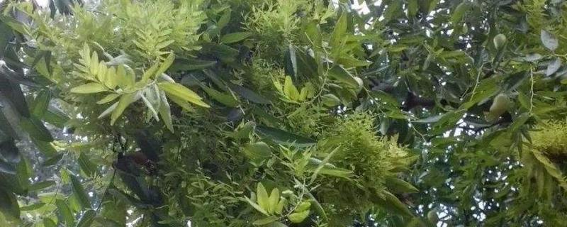 枣树疯病究竟该采取何种方法治疗,导致这种病害出现的具体原因是什么