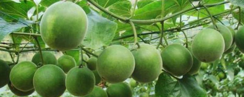 桂林具体适合种植什么作物,桂林的地理气候种植条件有哪些