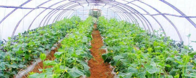 大棚蔬菜种植技术的关键是什么，利用大棚进行蔬菜栽培有哪些具体的优点呢