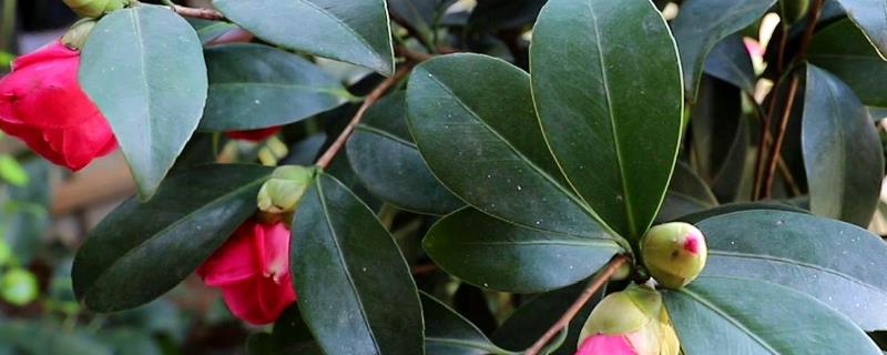 茶花种子的具体售价，并附上详细的播种方法