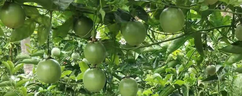 北方地区可以种植百香果吗,附带温室大棚详细种植技术要点