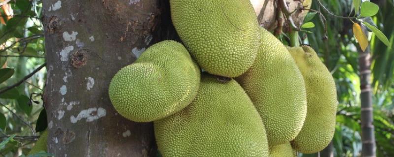 菠萝蜜的具体市场售价是多少，附上科学的种植方法介绍