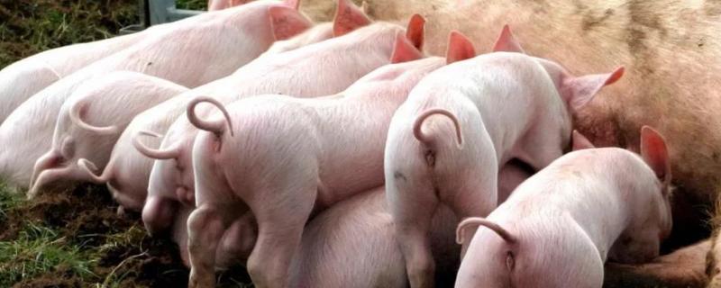 小猪在什么时候，接种口蹄疫苗