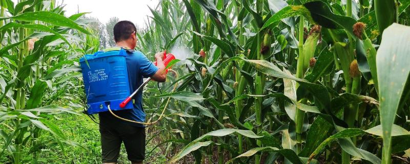 常用的玉米杀菌剂具体有哪些