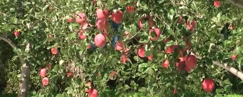 苹果适合在什么样的地方种植，详细的地理区域分布在哪里