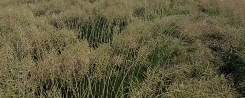 油菜秸秆真的可以拿来喂牛吗