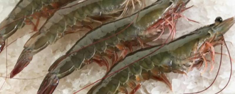 对虾养殖需要满足哪些具体条件