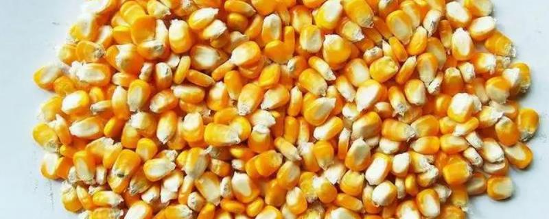 玉米种子萌发时是先发芽还是先生根