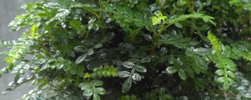 清香木盆栽售价是多少，附上详细养殖要点