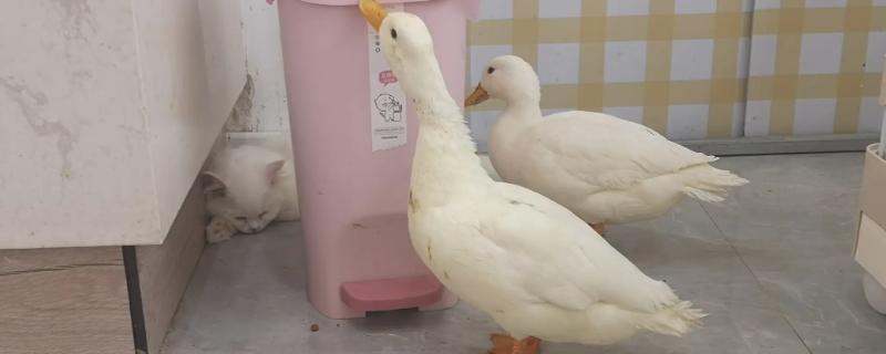 如何养护活泼可爱的柯尔鸭，关于它的日常饲养方法有哪些