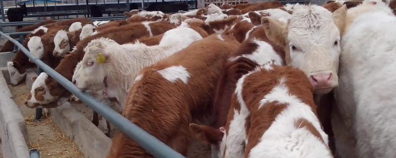 养牛场之中具体需要的设备有哪些