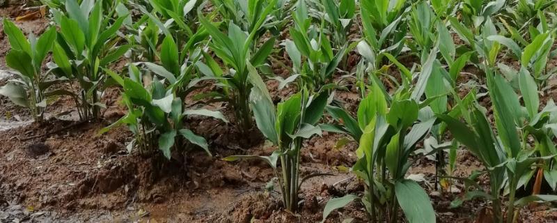 莪术的亩产量一般大约是多少斤呢