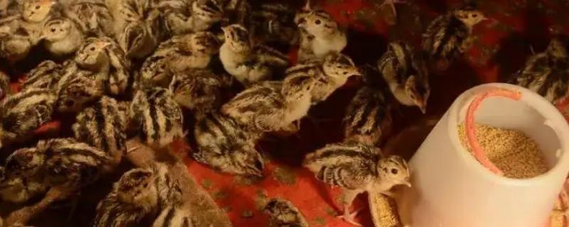 刚出壳的小野鸡应该怎么喂养才好呢