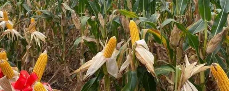 华农658玉米品种详细介绍，该品种具体有哪些特征特性