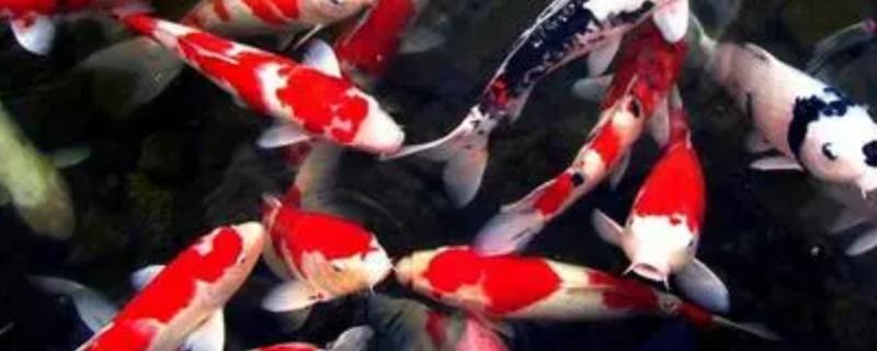 锦鲤胆小怕人该怎么办，有没有什么快速让锦鲤开口要食的好方法