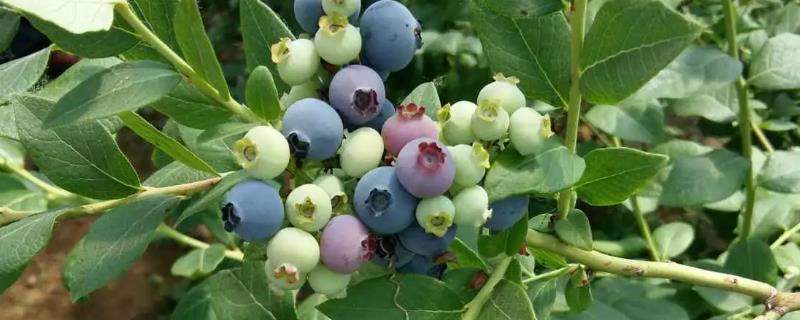 蓝莓种植究竟适合在什么地方